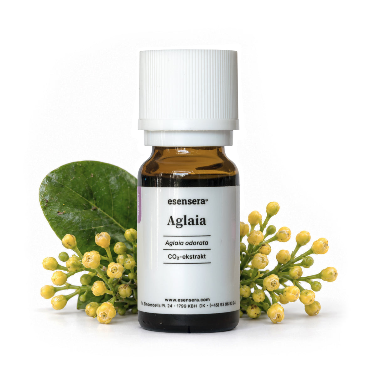 Aglaia