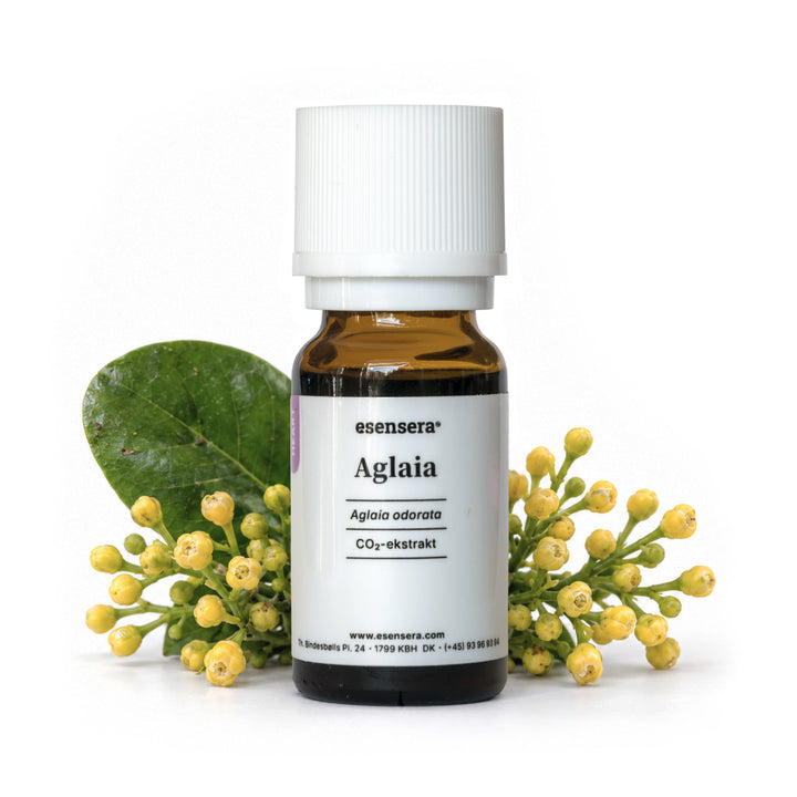 Aglaia