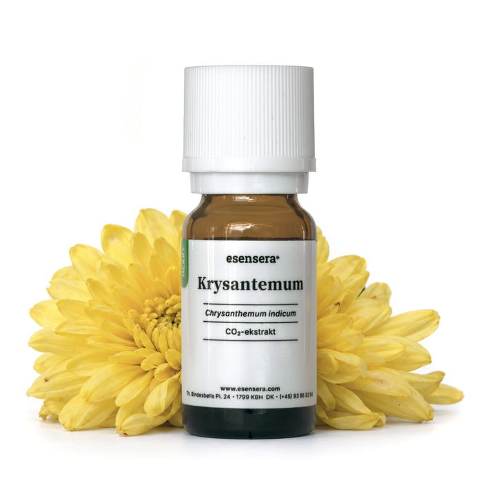 Krysantemum