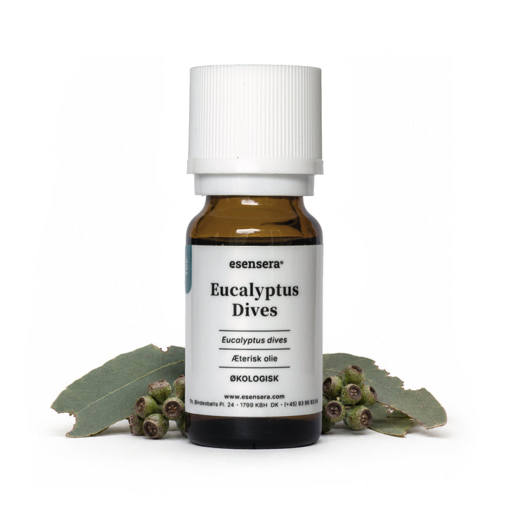 Eucalyptus Dives