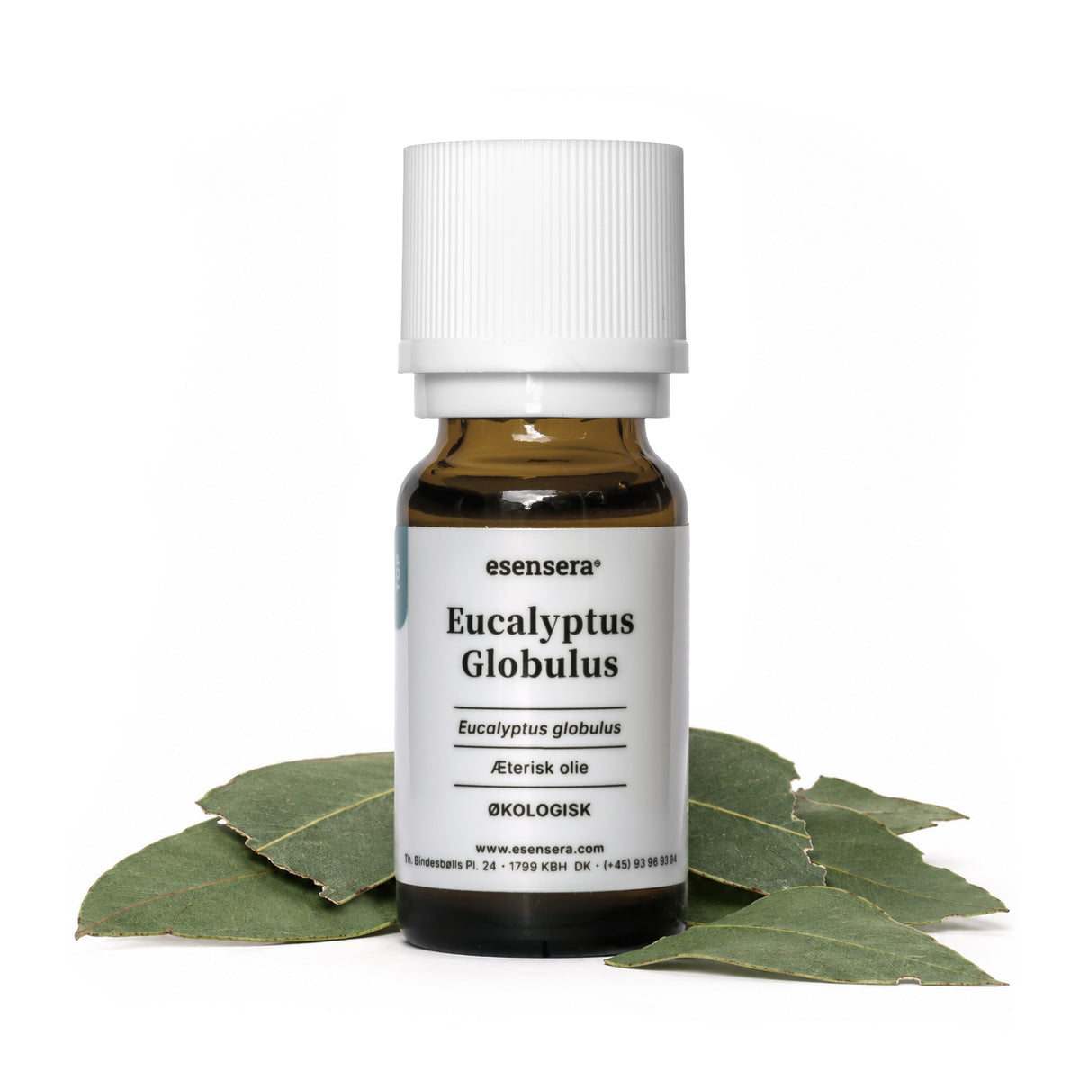 Eucalyptus Globulus