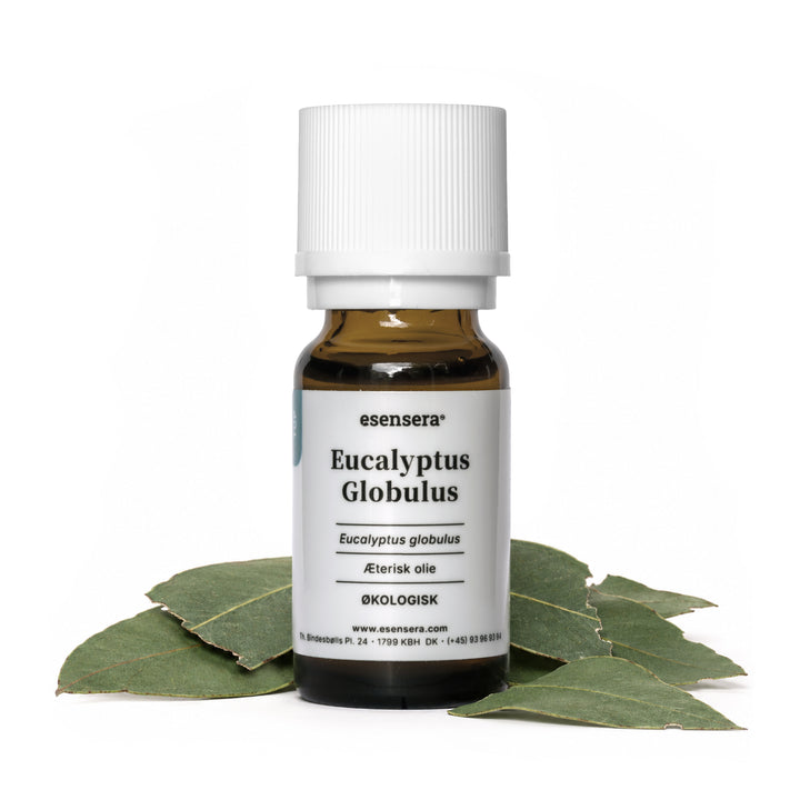 Eucalyptus Globulus