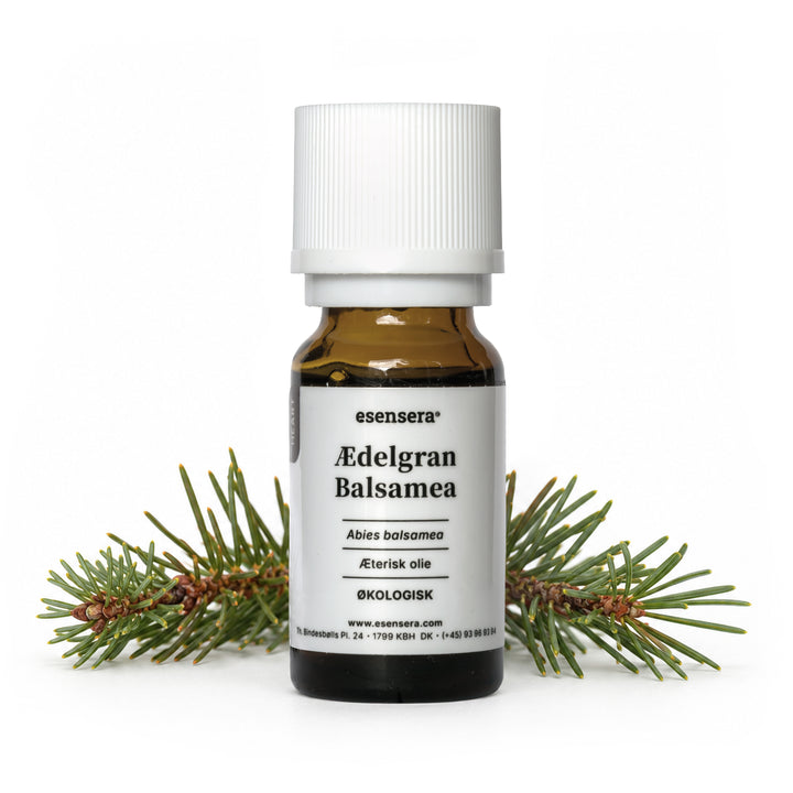 Ædelgran Balsamea