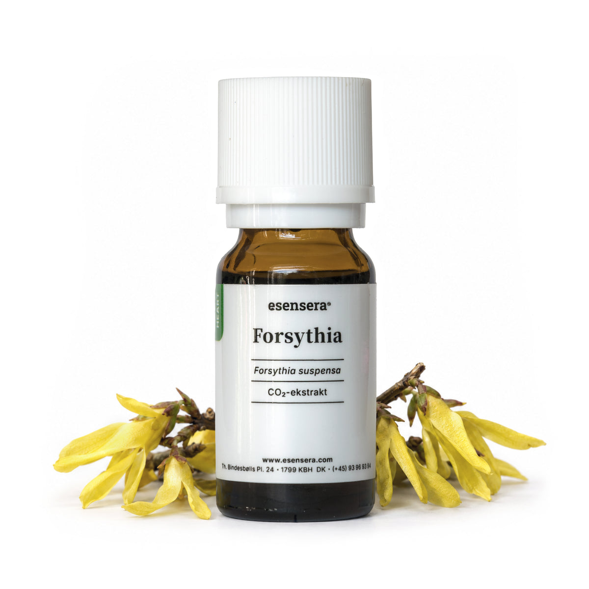 Forsythia