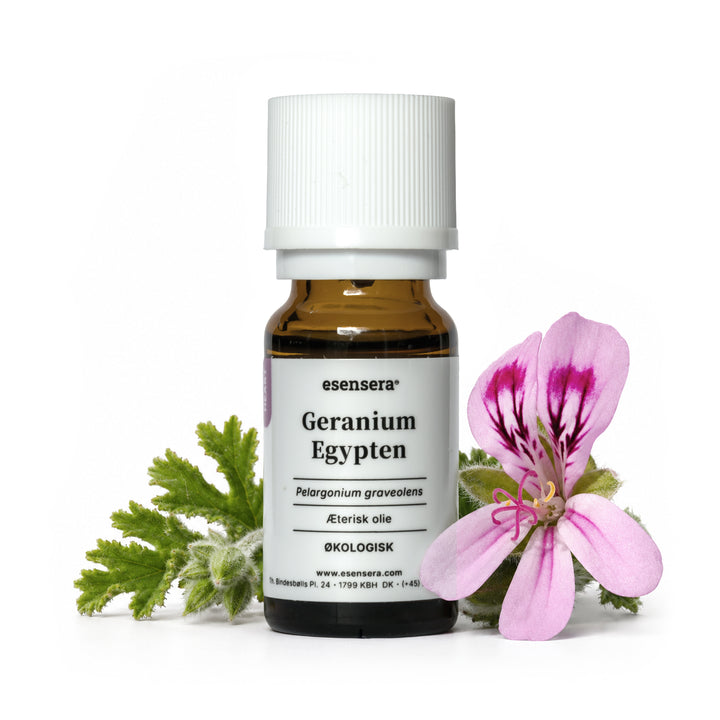 Geranium Egypten