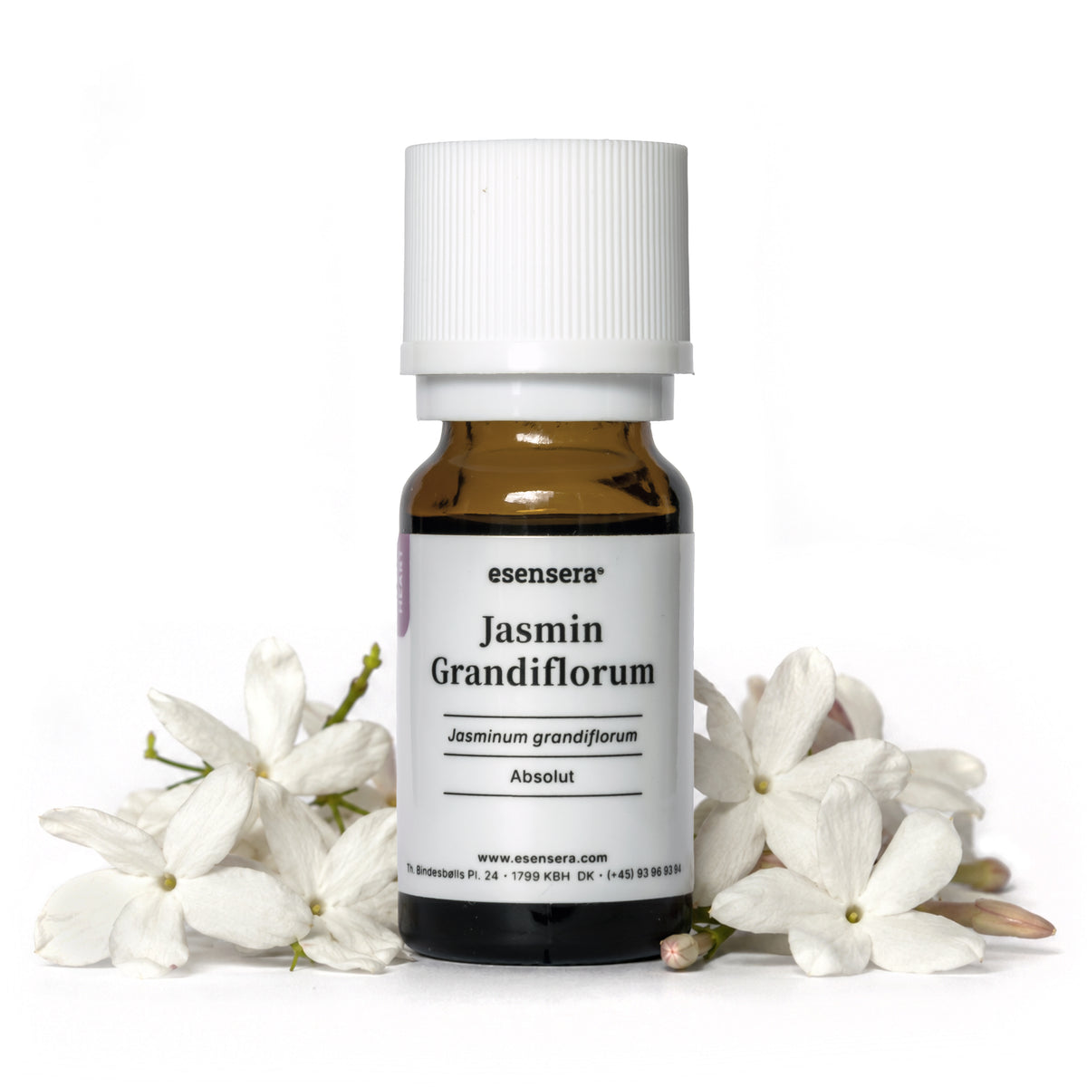 Jasmin Grandiflorum