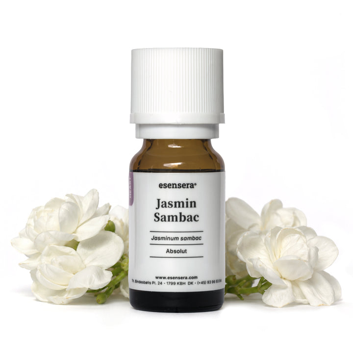 Jasmin Sambac