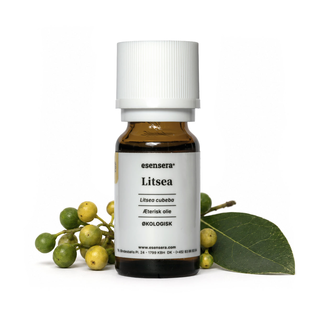 Litsea