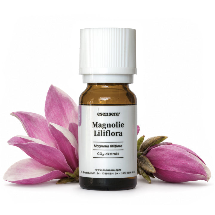 Magnolie Liliflora