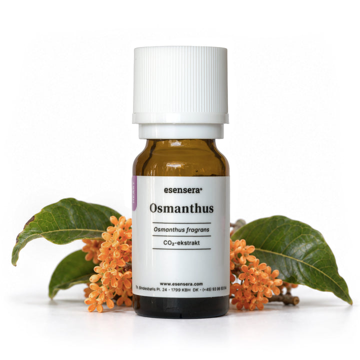 Osmanthus