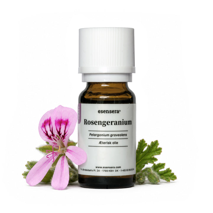 Rosengeranium