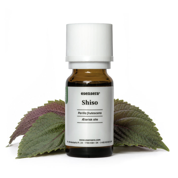 Shiso