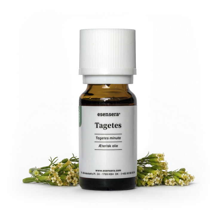 Tagetes